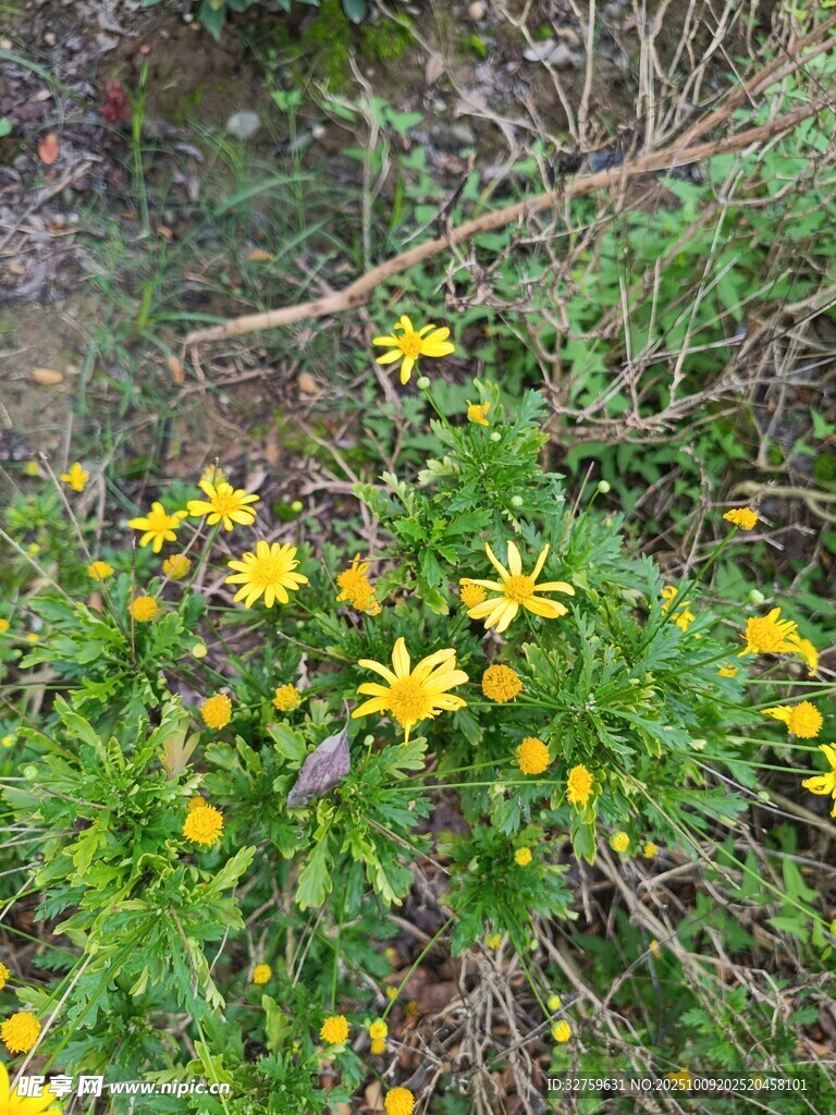 野地黄花绽放