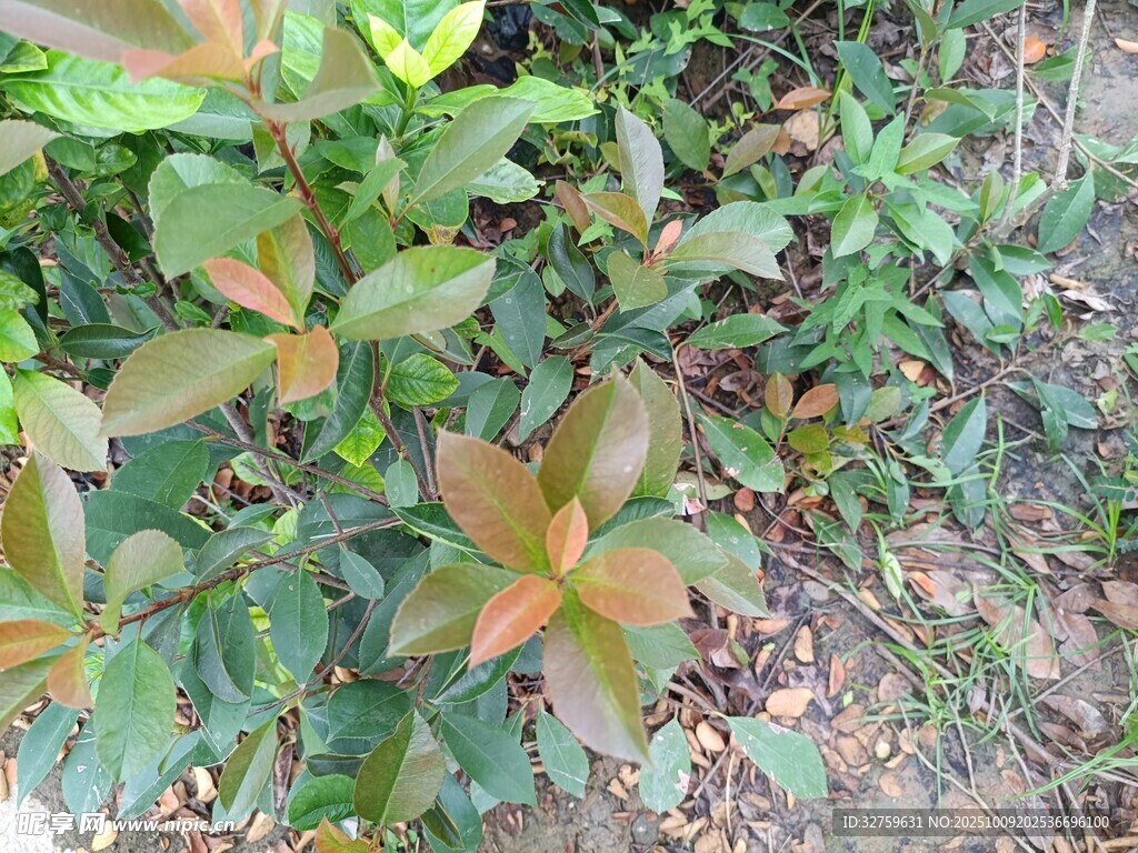 绿叶植物景观