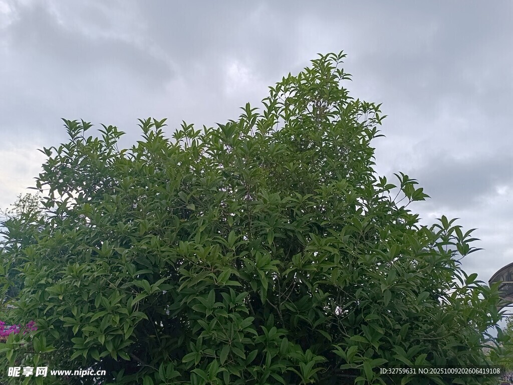 绿树映灰天