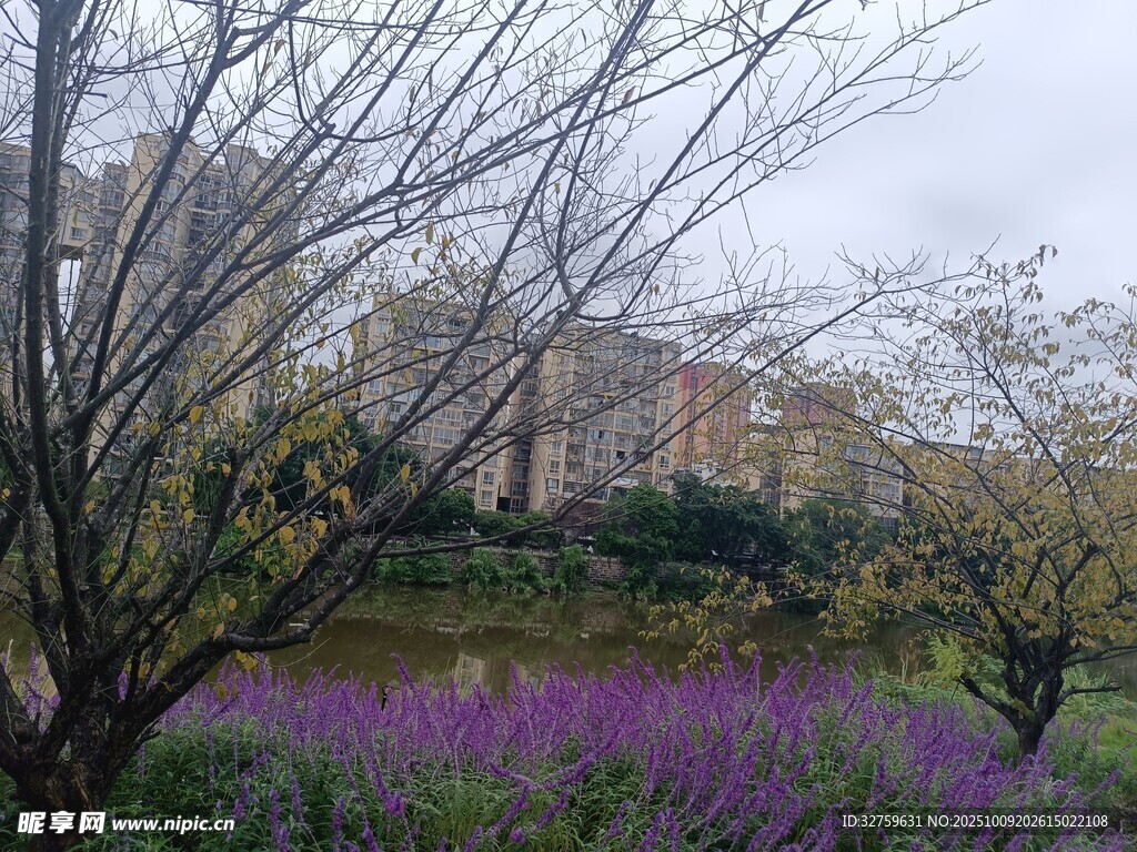 紫花绿树间的静谧景致