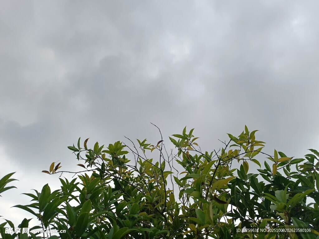 绿叶衬灰天