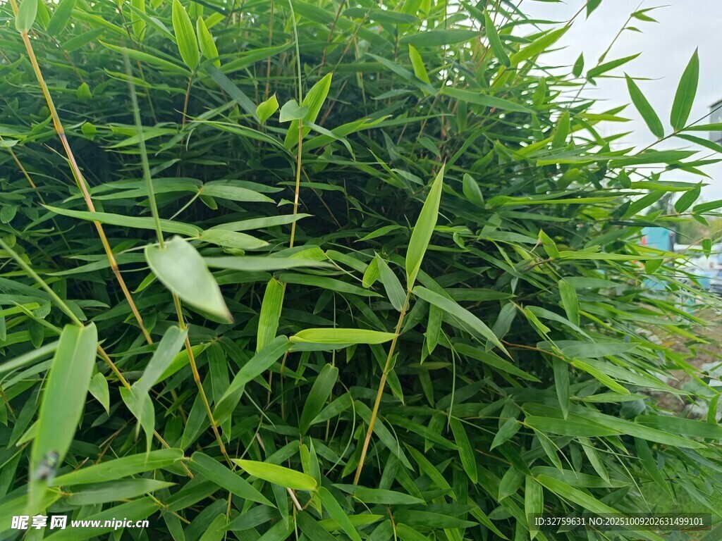 翠绿竹林