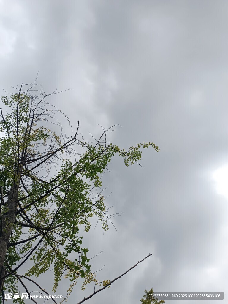天空下的树木枝叶