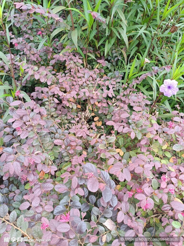 粉色小花与绿植共生