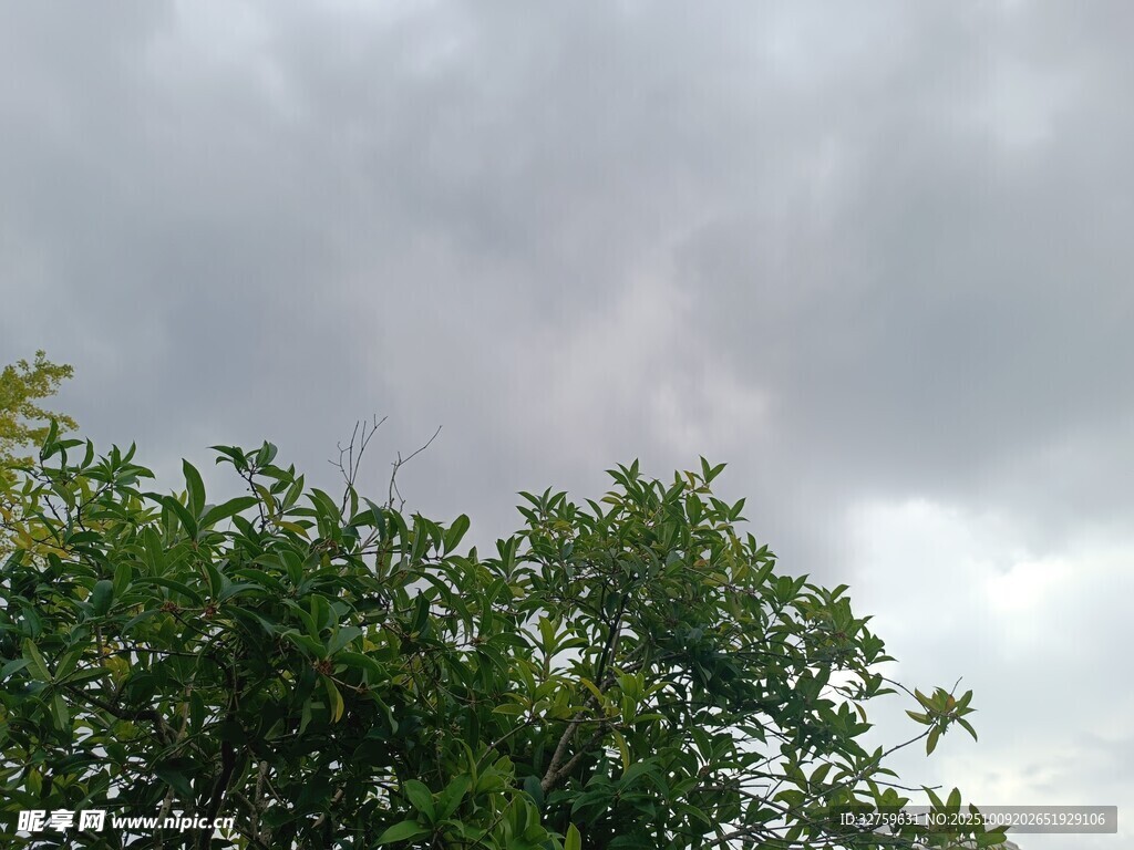 阴天中的绿树顶