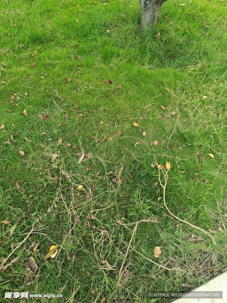 草地边的绿植与黄色小花
