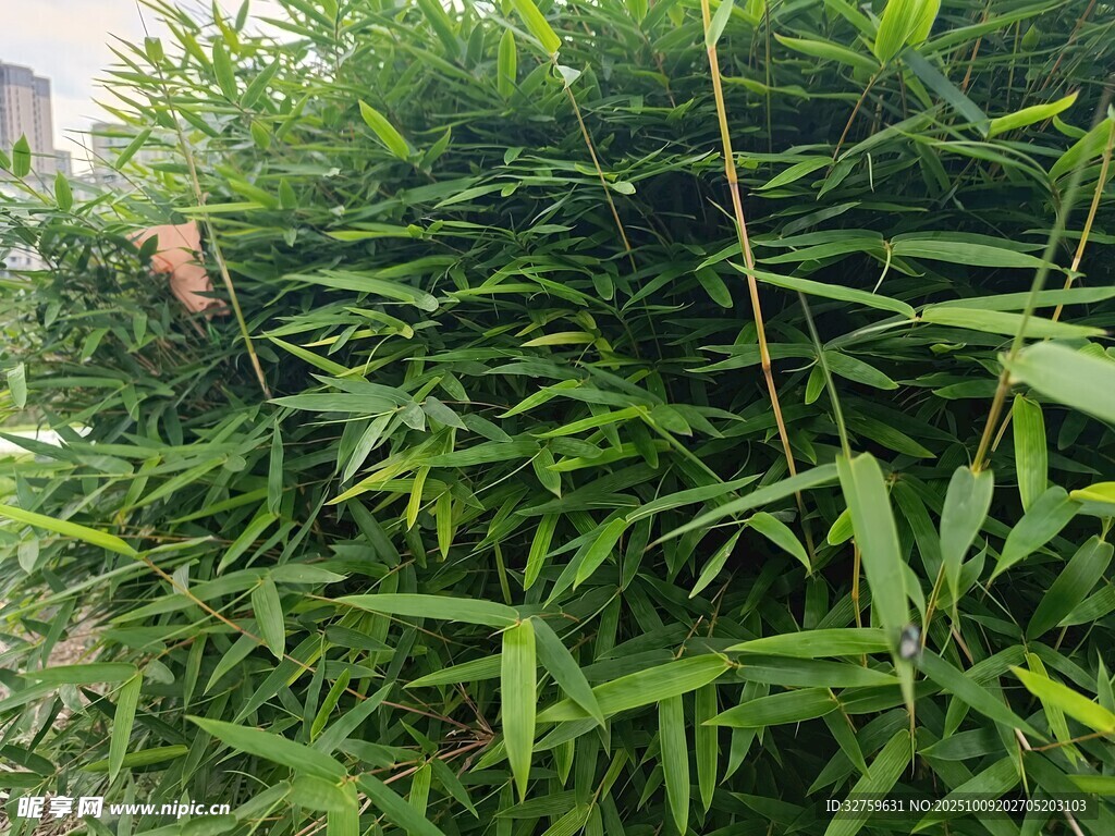 翠绿竹林景致