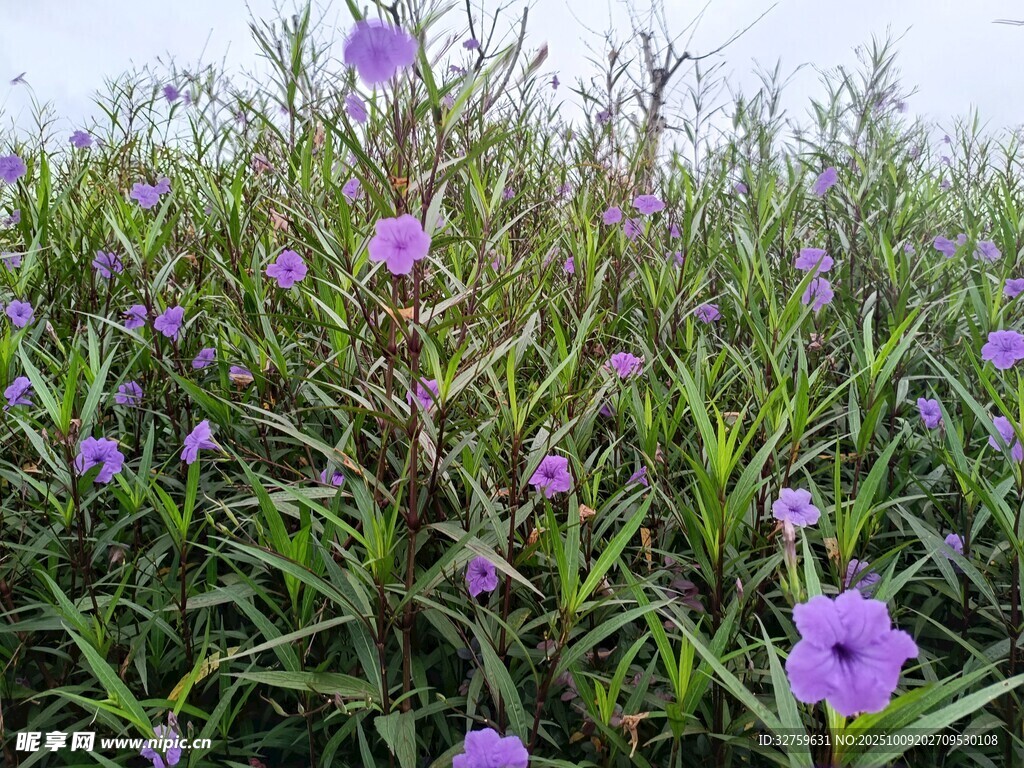 紫色野花绽放于绿野间