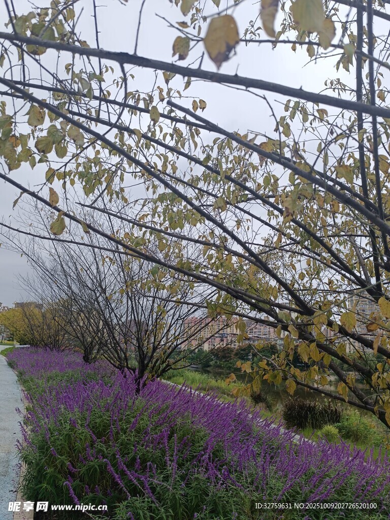 春日繁花与枝丫景致