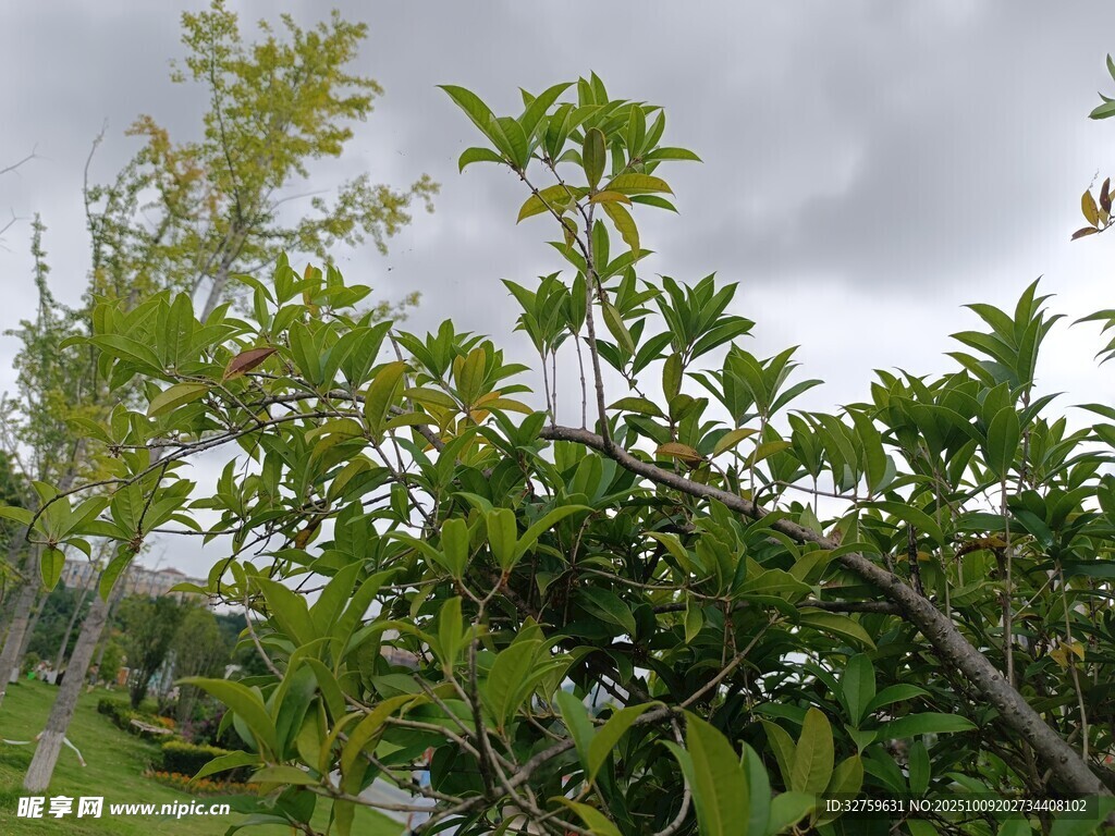 绿意盎然的繁茂植物景观