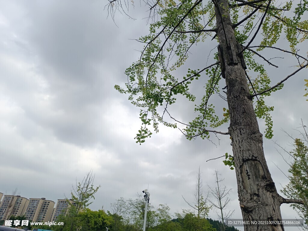 大树旁的绿植与阴沉天空