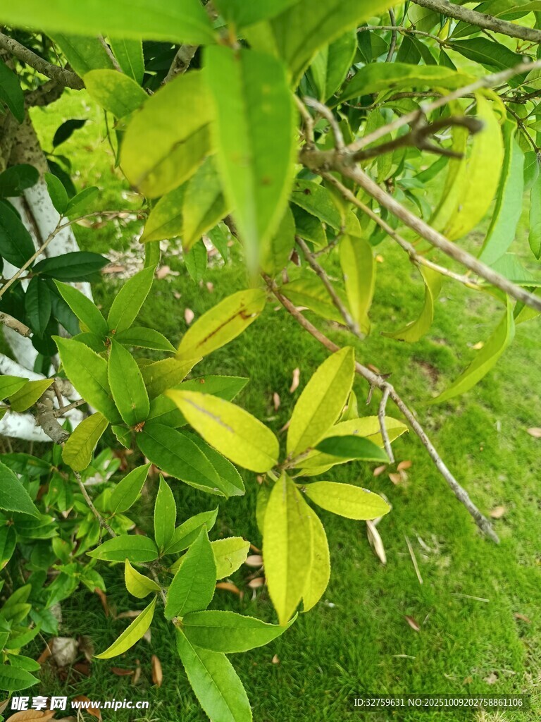 绿叶繁花的生机景象