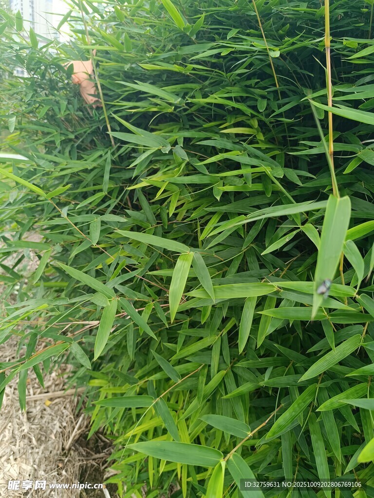 翠绿竹林景致