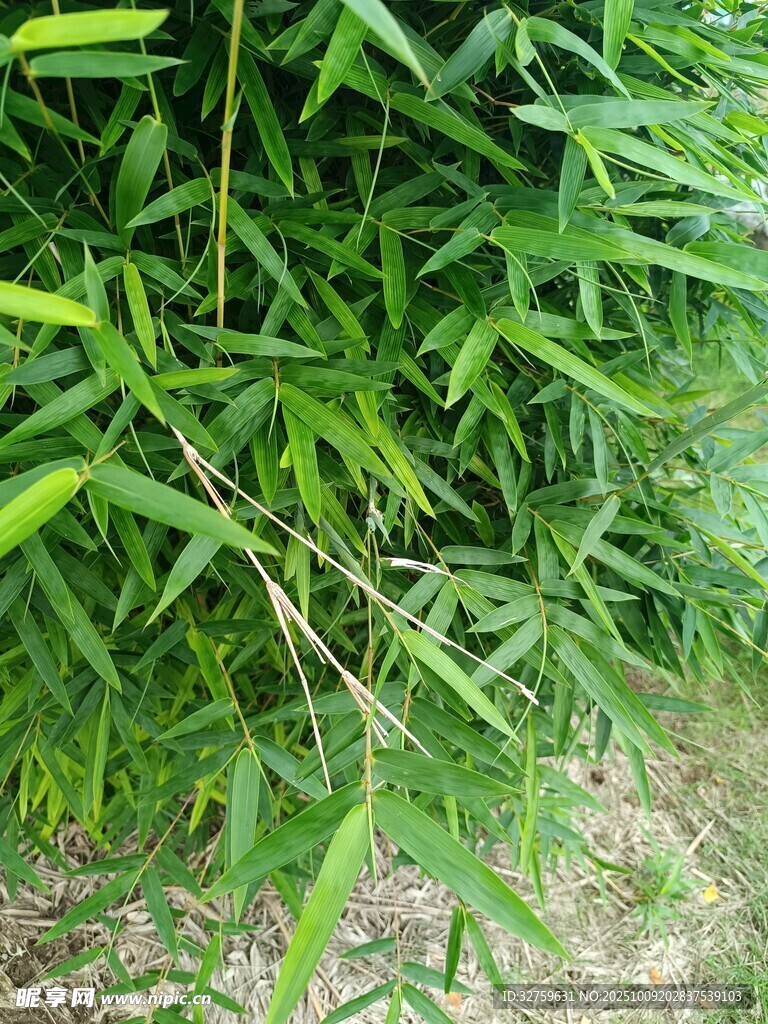 翠绿竹林枝叶繁茂景象