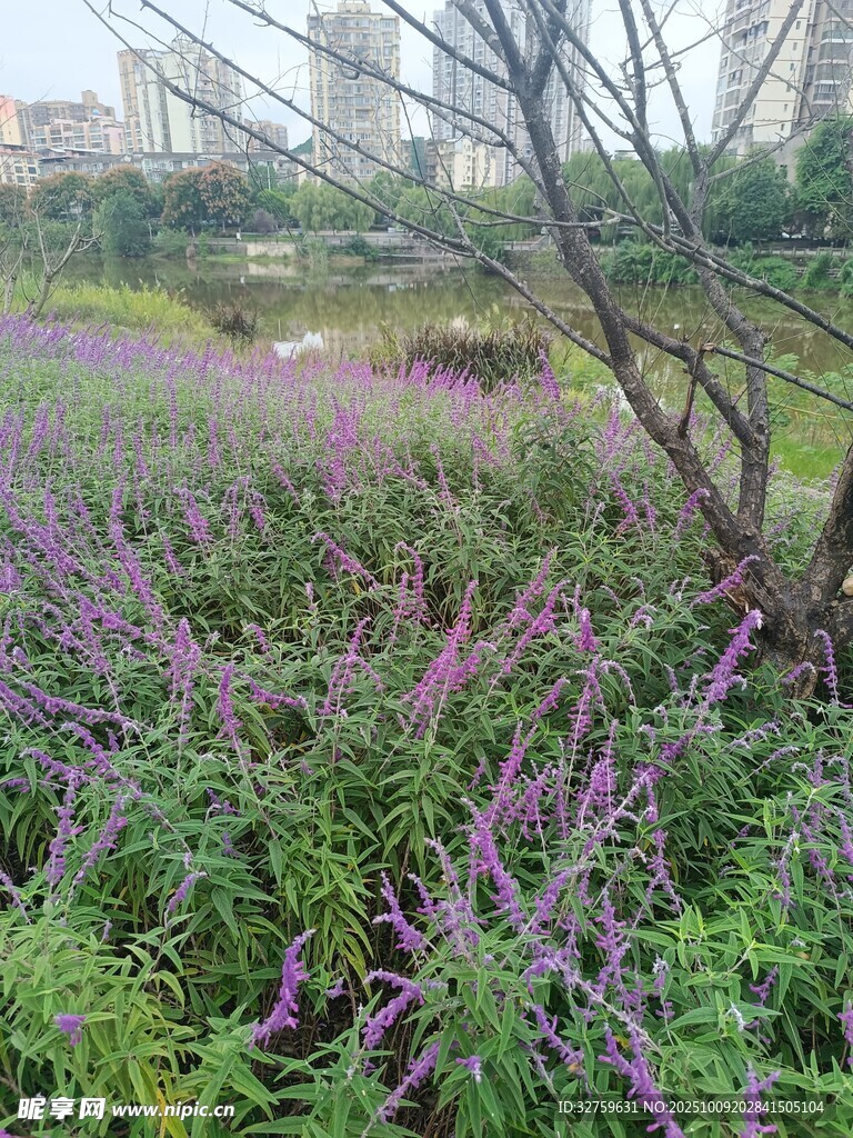 紫色花丛中的独特树枝景观