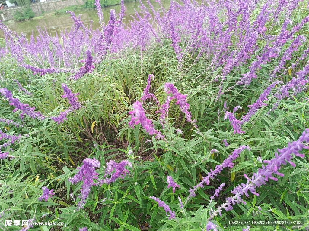 紫色花丛绽放自然之美