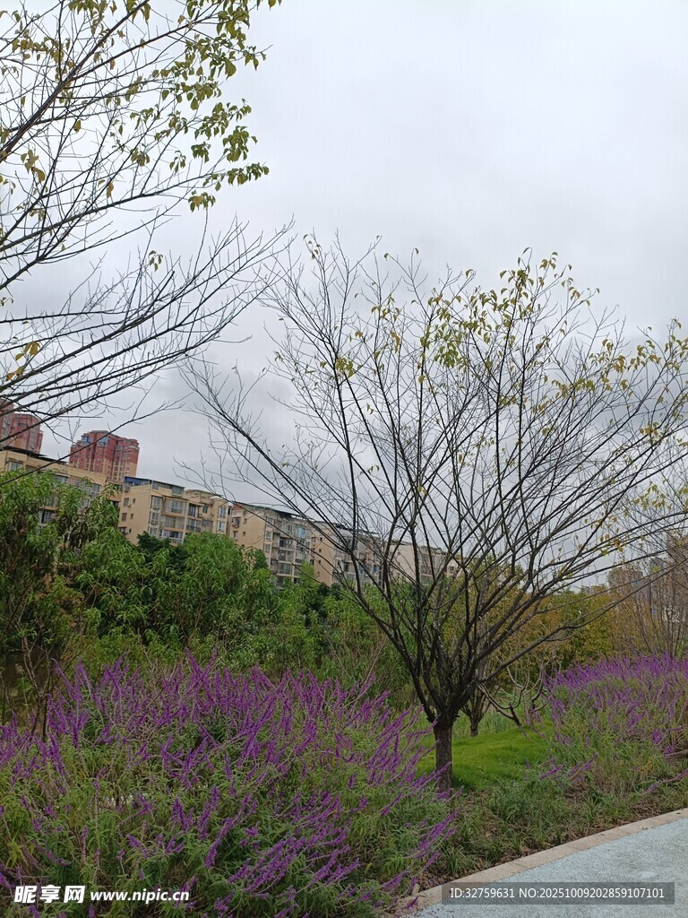 春日路边繁花与树木景致