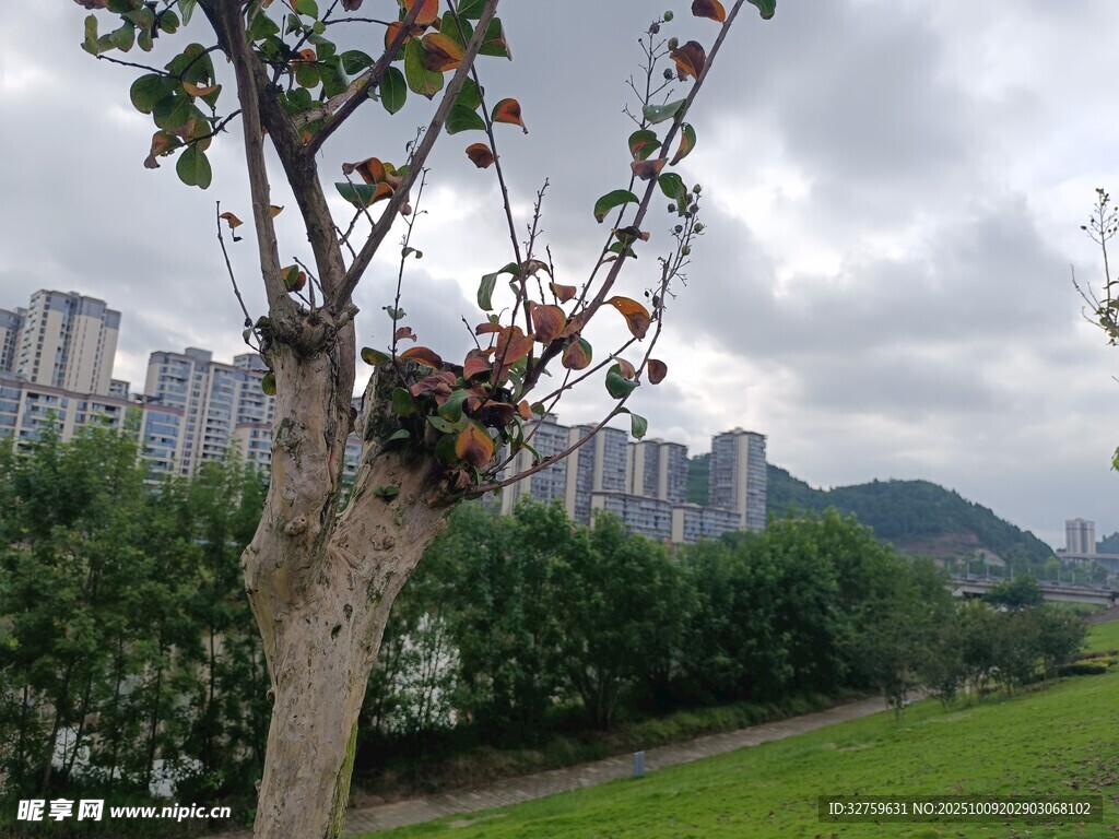 城市中开花的孤树