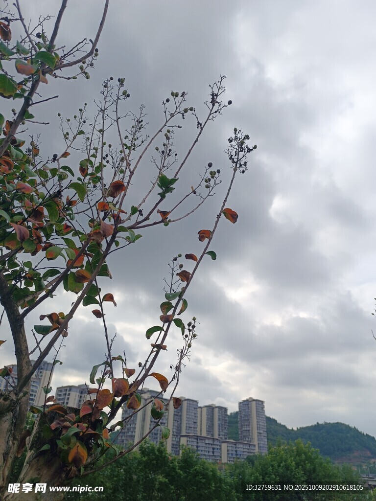城市边繁花点缀的树枝