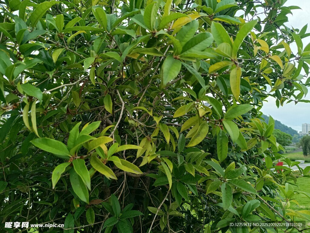 绿叶繁茂的灌木植物