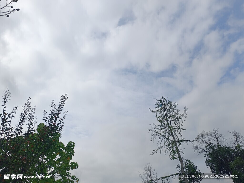 仰视天空中的树木与白云