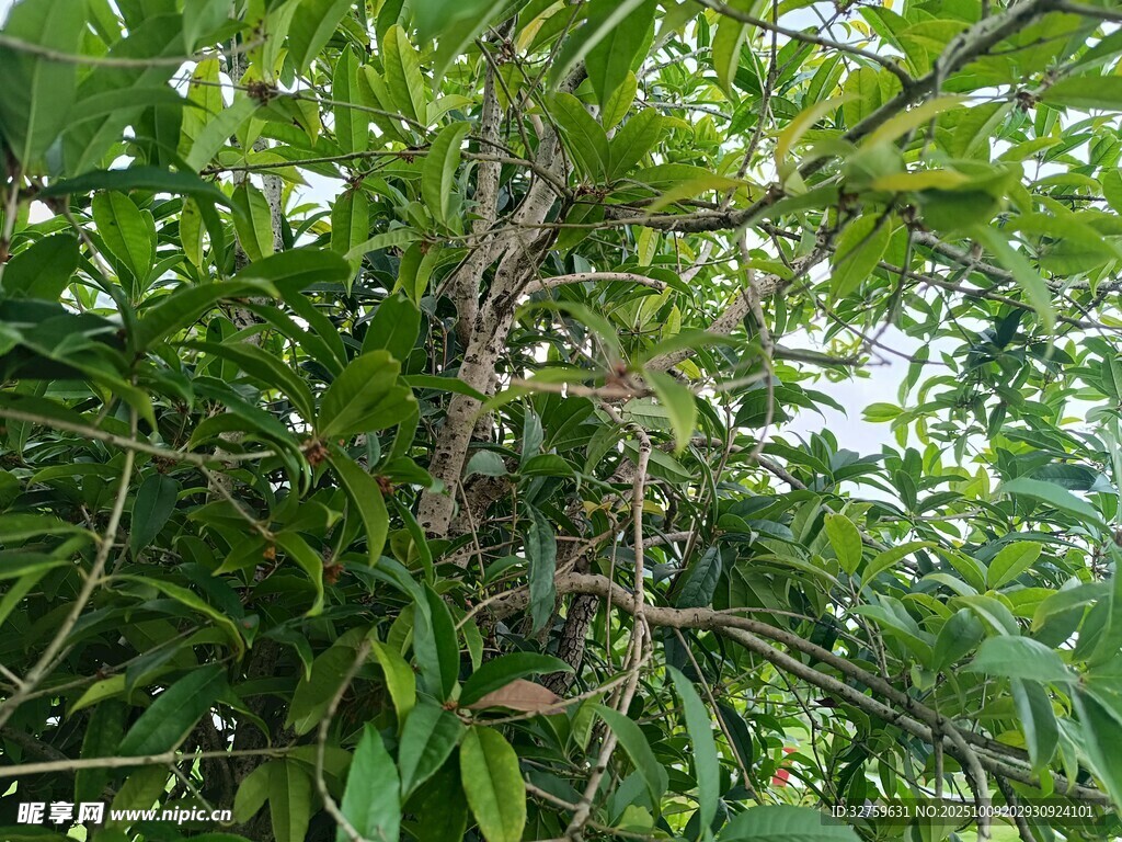 繁茂绿植