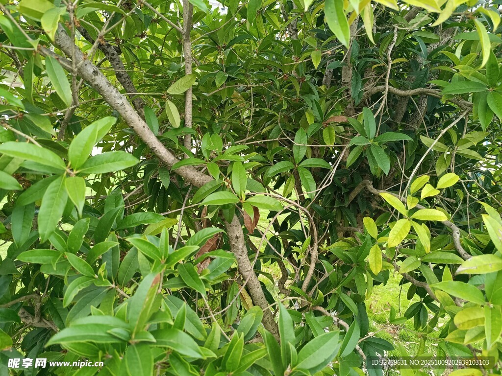 繁茂绿植