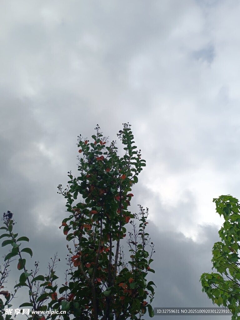 天空下的绿树