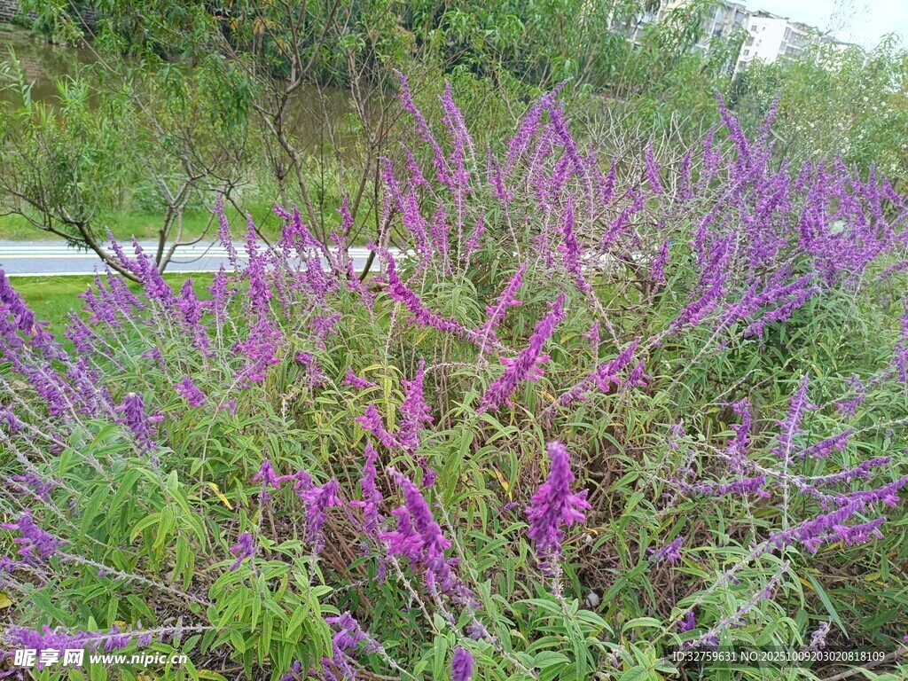 路边绽放的紫色野花