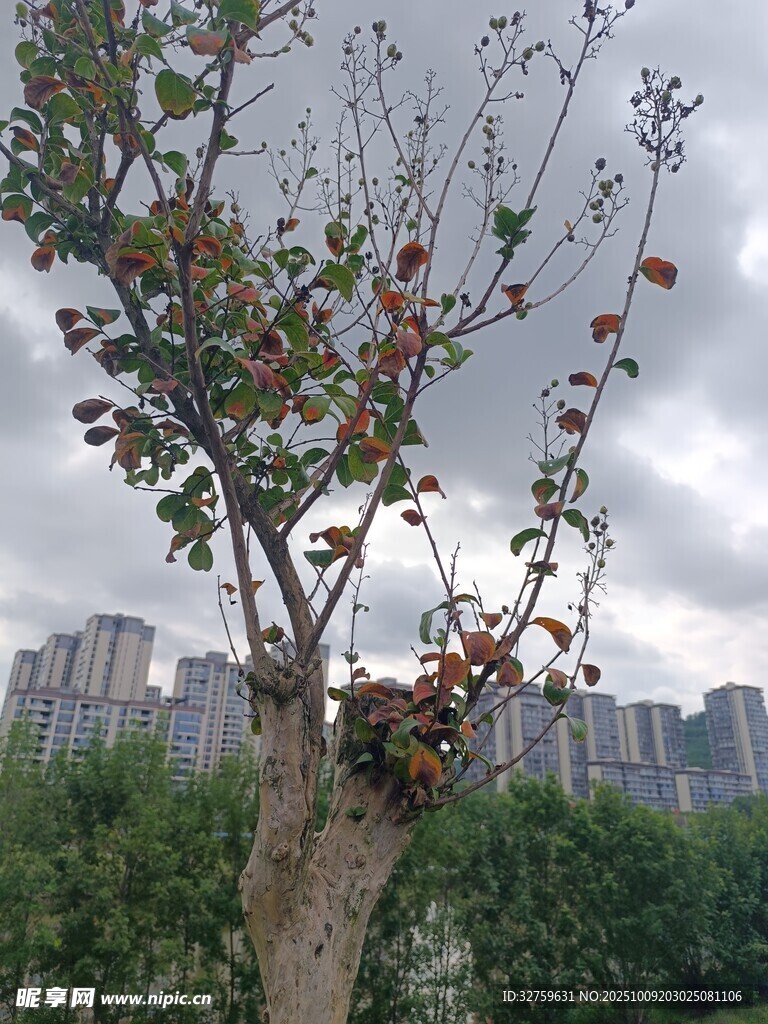 秋日枝头果实与城市背景