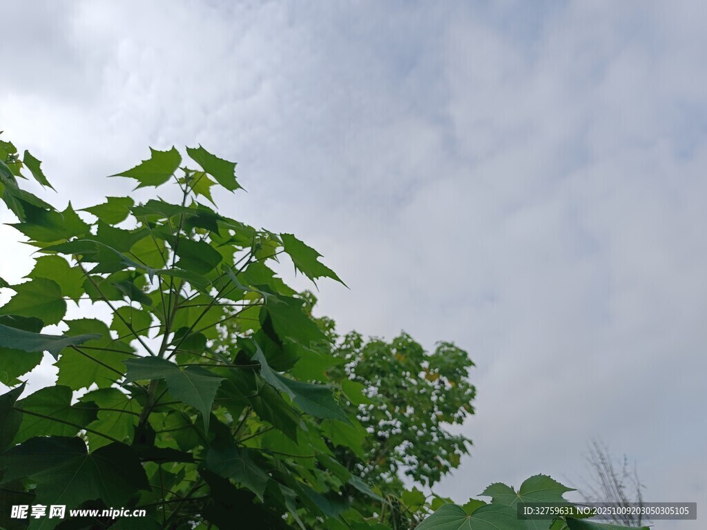 绿叶衬着天空的清新画面
