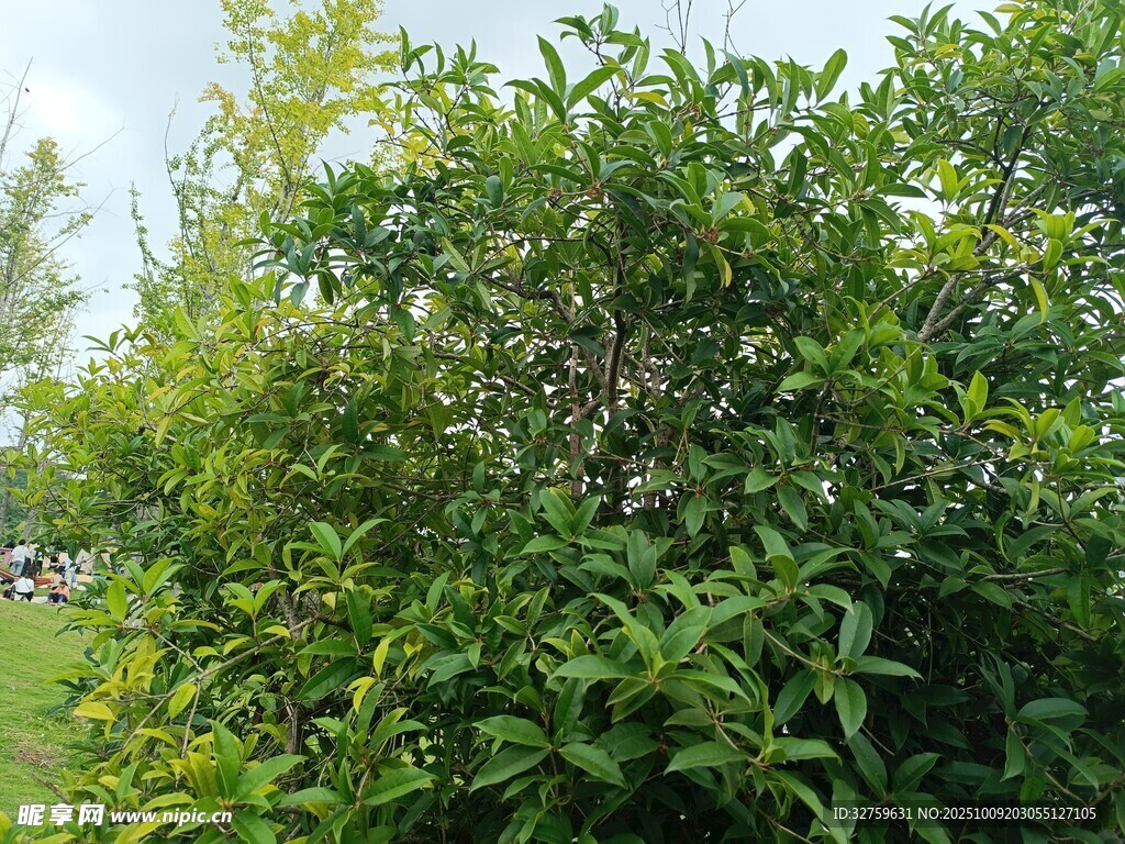 繁茂绿植