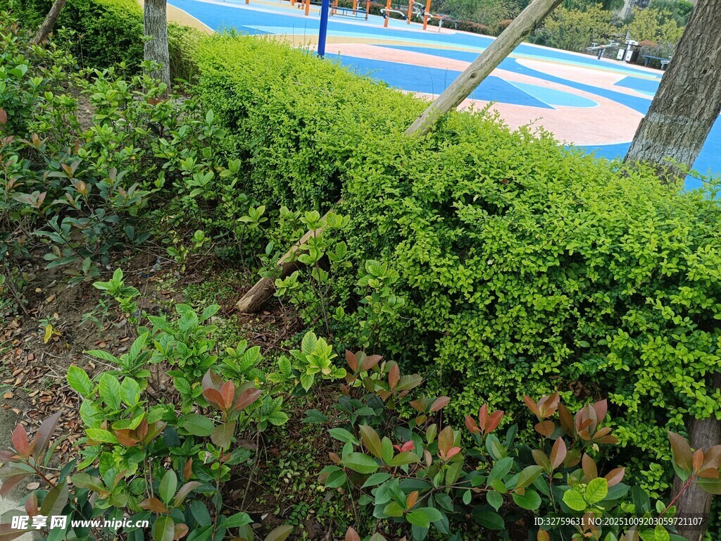 绿植环绕的户外景致
