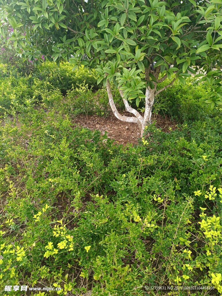 绿意盎然的林间植物景观