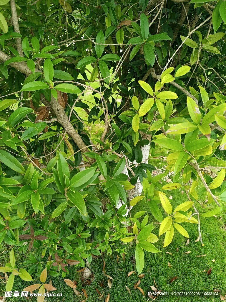 茂密绿植中的生机景象