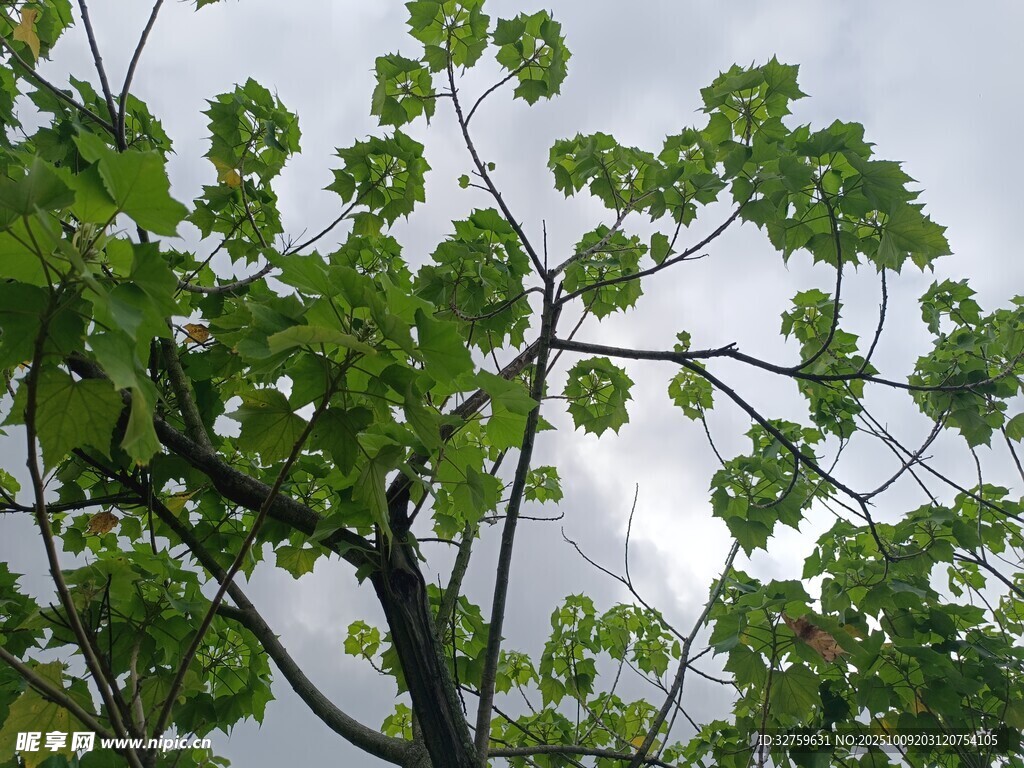 枝头绿叶映灰蓝天空