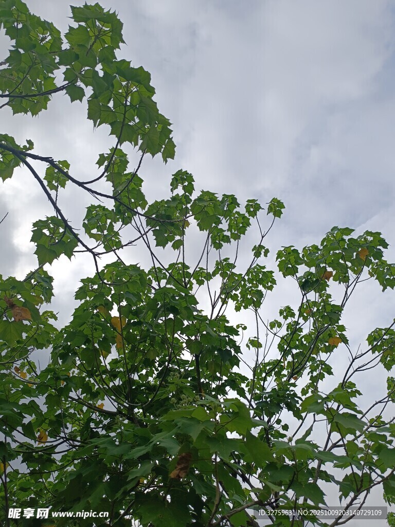 仰视翠绿繁茂的树枝