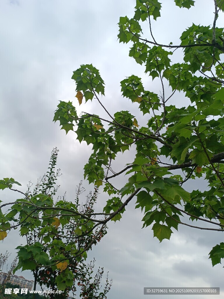枝头绿叶映灰蒙天空
