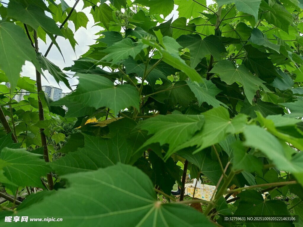 绿叶丛中的精致小物件