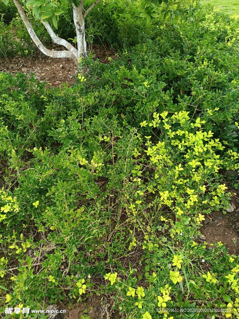 绿意盎然的花草灌木丛
