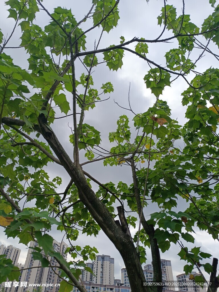 城市中枝叶繁茂的绿树