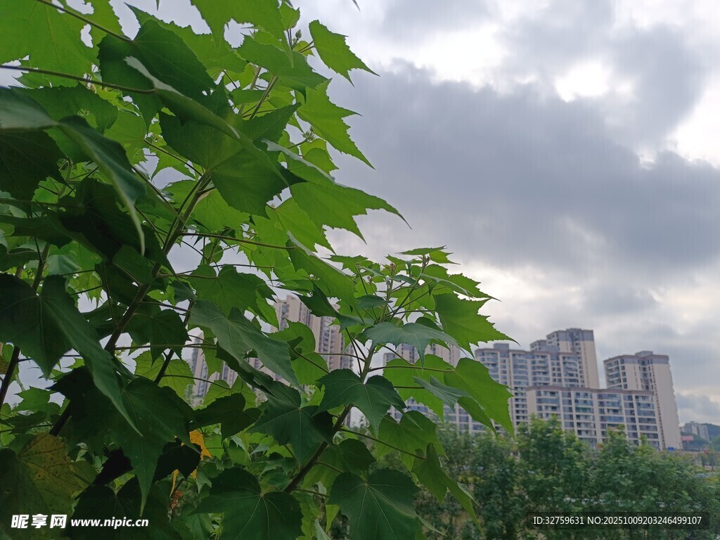 绿叶掩映下的城市远景