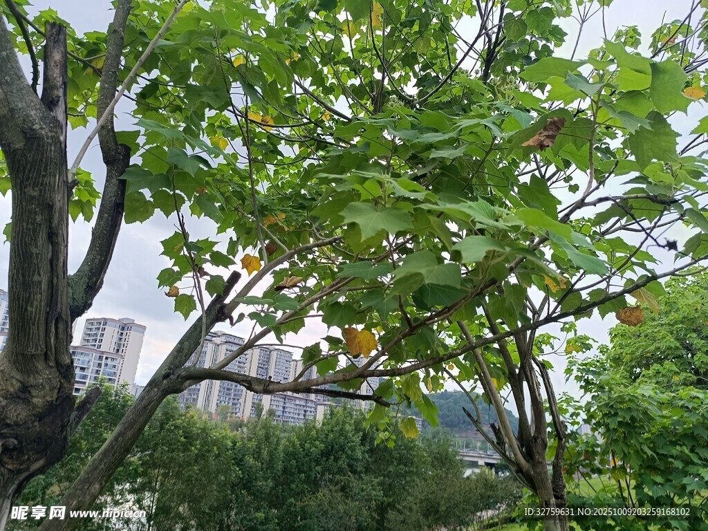 绿意盎然的繁茂树木景观