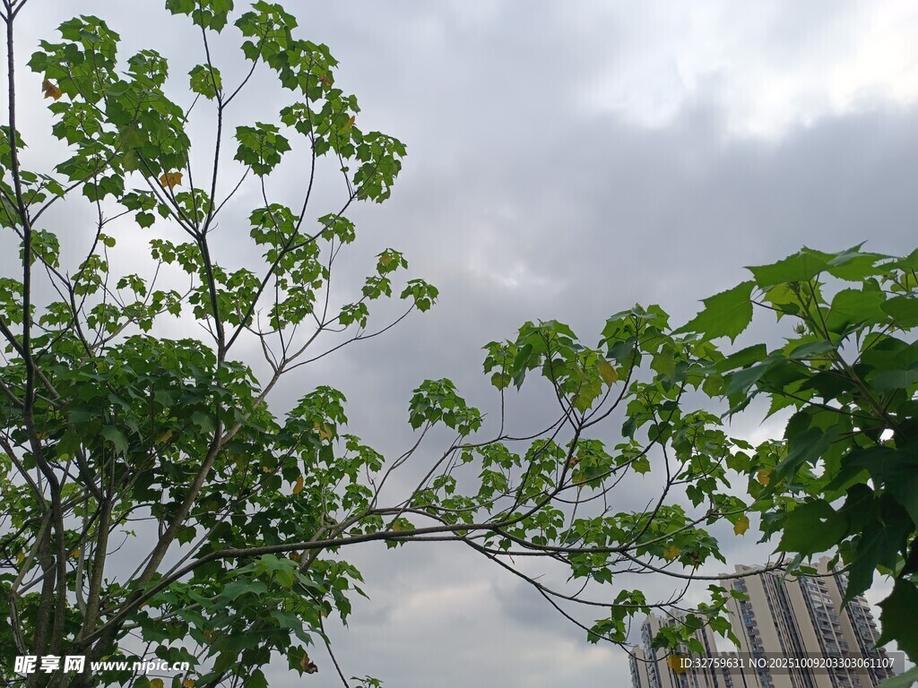绿叶衬灰天的自然景致