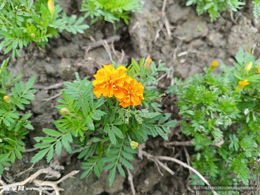 田野中的鲜艳橙色万寿菊