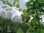 城市中绿意盎然的自然景致