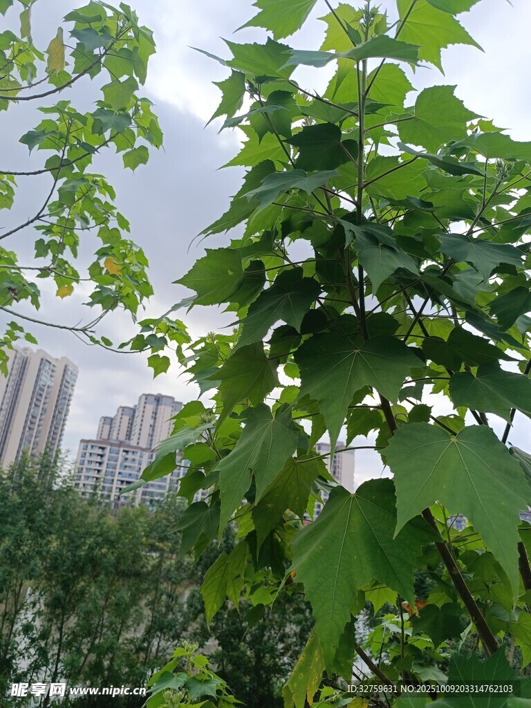 绿叶繁茂的树木与城市背景