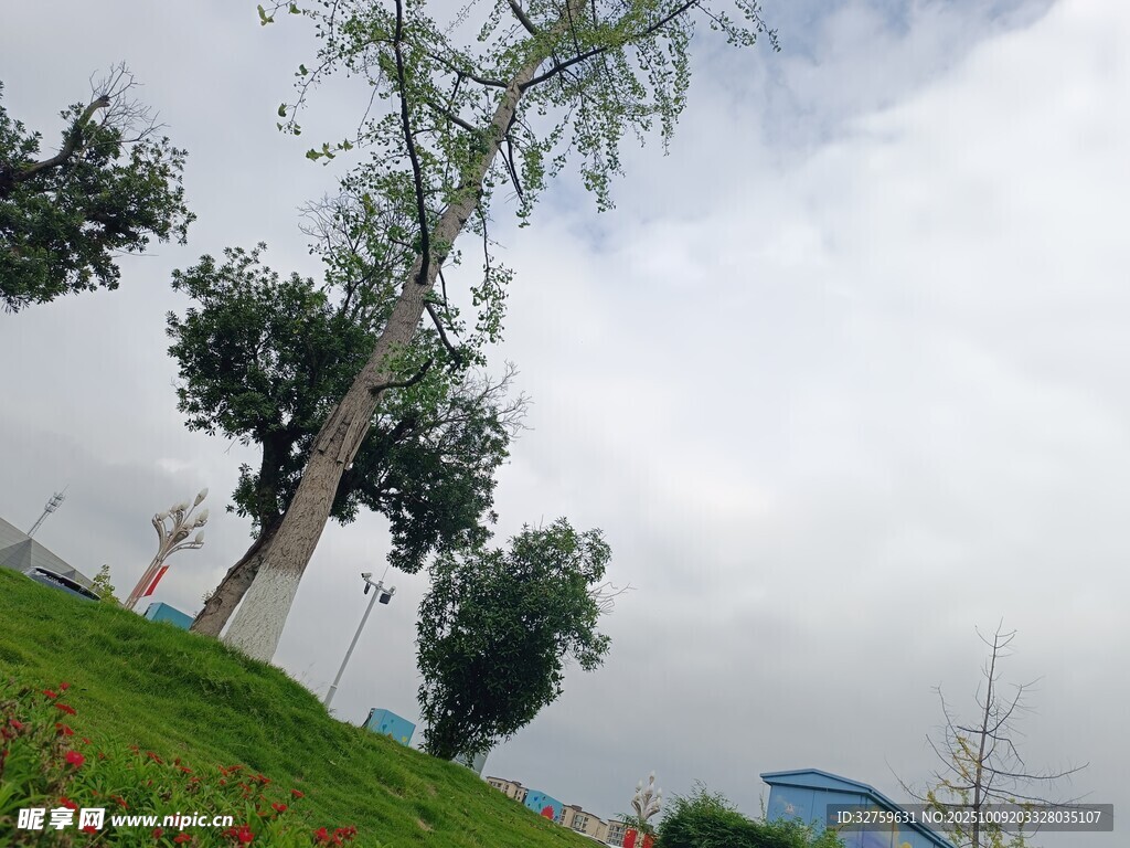 山坡绿树与蓝天白云