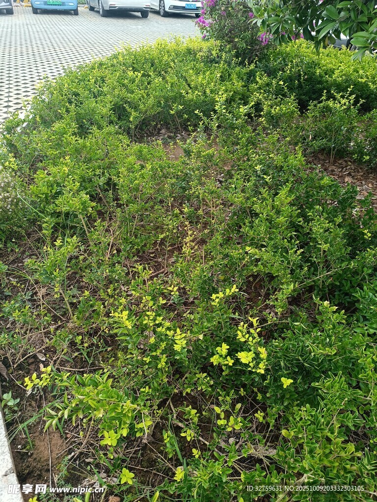路边绿意盎然的繁茂植物