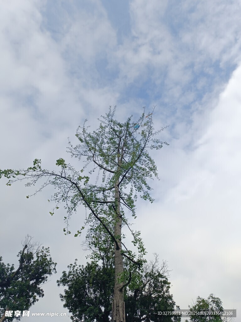 天空下的孤树
